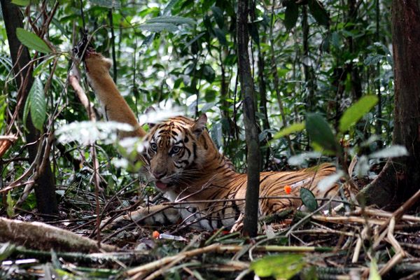 Seorang Karyawati Perusahaan Sawit di Riau Tewas Dicemkram Harimau